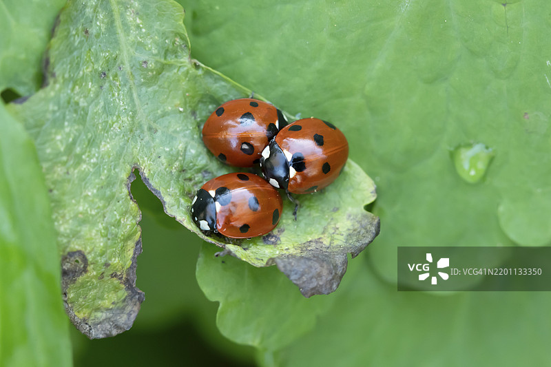 七星瓢虫（Coccinella septempunctata）三只成虫在英国的花园植物叶子上图片素材