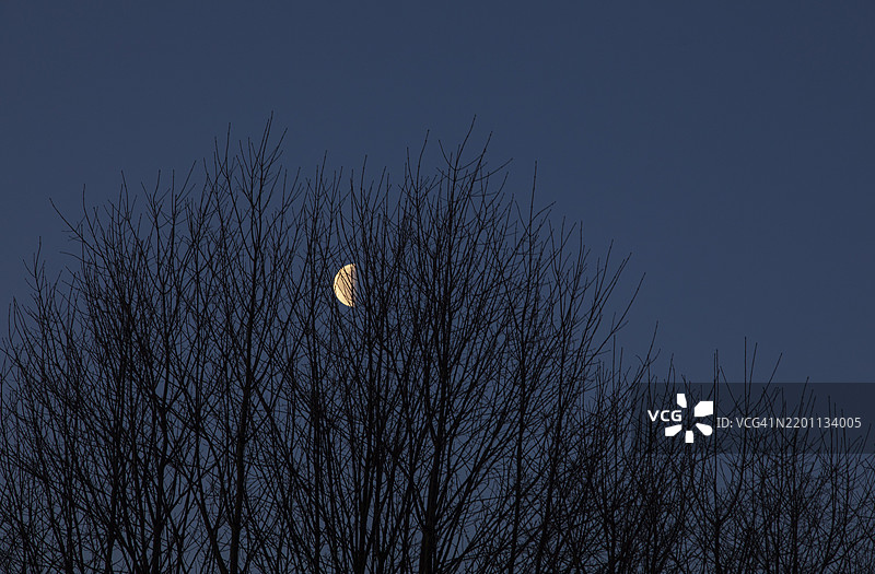 夜晚树木的剪影,背景中有发光的弯月,蒙德斯兰,萨尔茨卡默古特,上奥地利,奥地利,欧洲图片素材