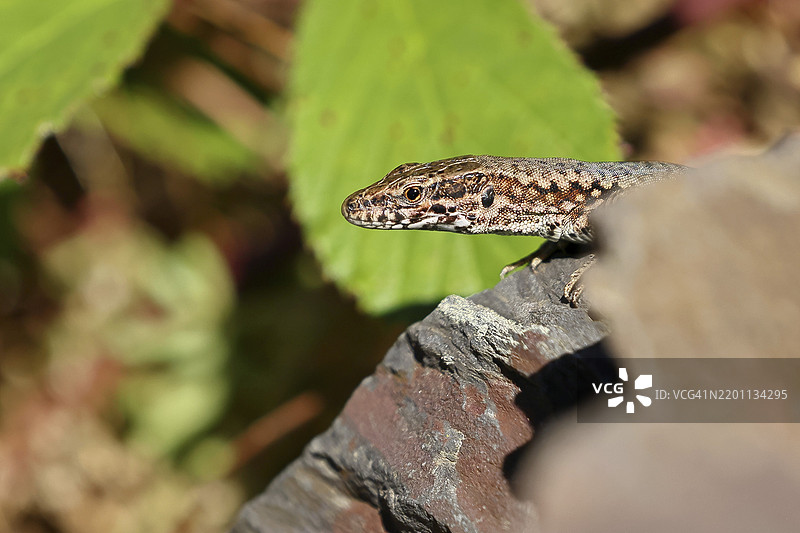 墙壁蜥蜴（Podarcis muralis），欧洲墙壁蜥蜴，动物肖像，葡萄园中的肖像，爬行动物，动物，蜥蜴，科赫姆，摩泽尔，莱茵兰-普法尔茨，德国，欧洲图片素材