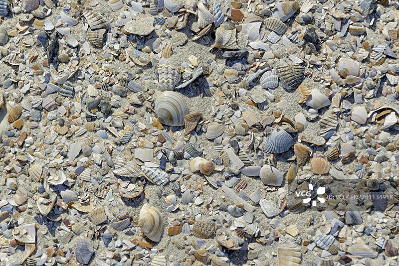 贻贝壳、破碎的海扇贝（心瓣科）和扁平贻贝（Limecola），特写，北海，诺德奈岛，东弗里西亚群岛，下萨克森州，德国，欧洲图片素材