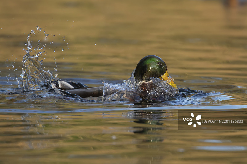成年雄性绿头鸭（Anas platyrhynchos）在湖中洗澡，英格兰，英国，欧洲图片素材