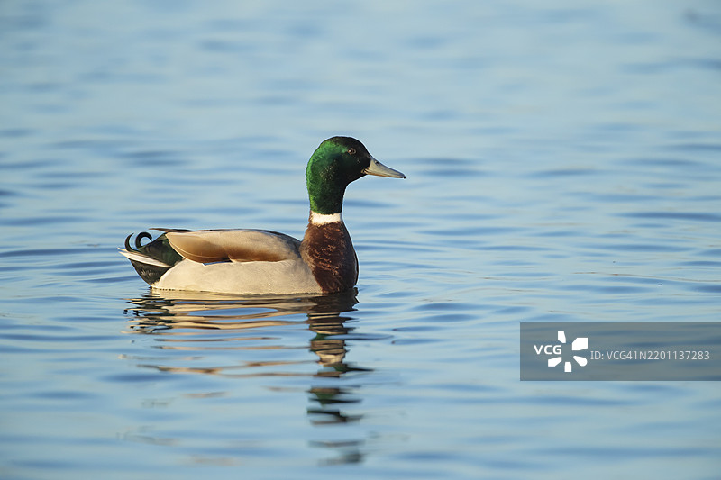 成年雄性绿头鸭（Anas platyrhynchos）在湖泊上，英格兰，英国，欧洲图片素材