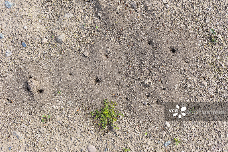 沙土中蚂蚁（蚁科）的洞穴图片素材