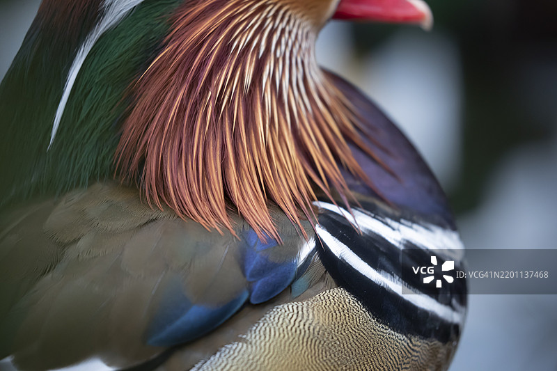 成年雄性鸳鸯（Aix galericulata）羽毛特写，英格兰，英国，欧洲图片素材
