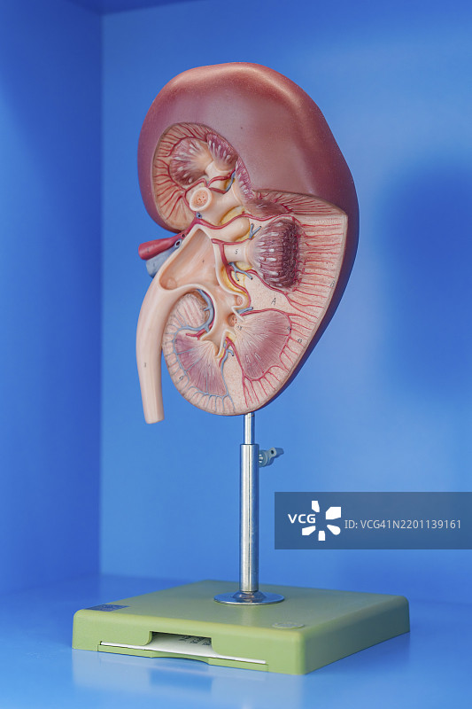 蓝色背景上的肾脏解剖模型，泌尿学，德国，欧洲图片素材