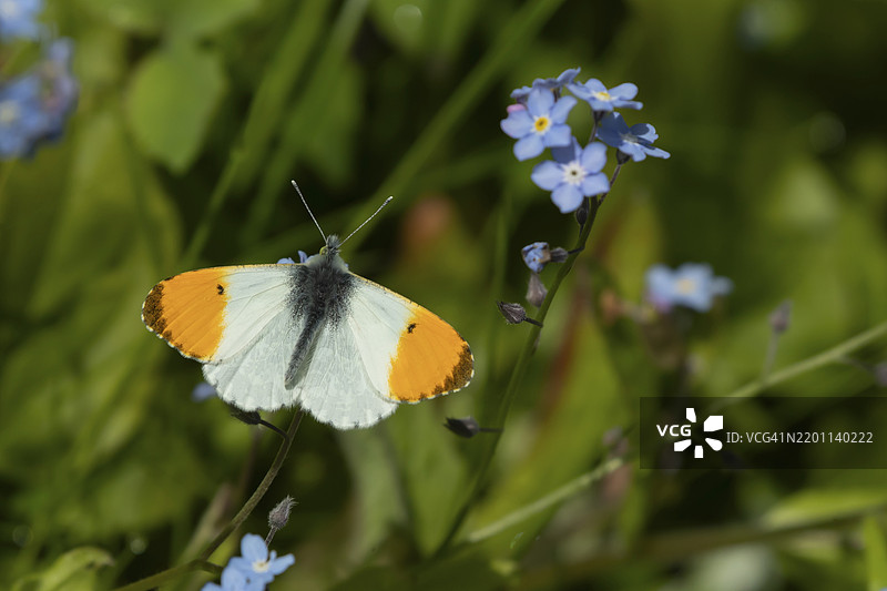 橙尖蝶（Anthocharis cardamines）成年雄性昆虫在春季英国花园中的勿忘我花上采蜜图片素材