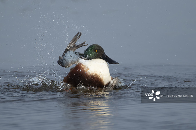 成年雄性北方铲嘴鸭（Anas clypeata）在湖中洗澡，英格兰，英国，欧洲图片素材