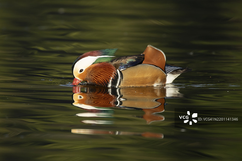 成年雄性鸳鸯（Aix galericulata）在湖面上，英格兰，英国，欧洲图片素材