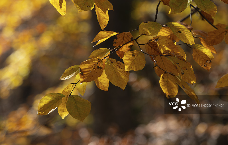 带有秋季色彩的山毛榉树叶的树枝，山毛榉，蒙德湖地区，萨尔茨卡默古特，上奥地利，奥地利，欧洲图片素材