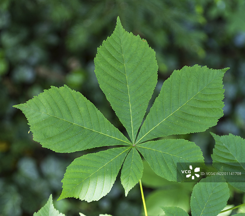 马栗树（Aesculus）的叶子图片素材