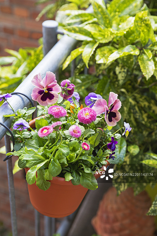 阳台栏杆上的悬挂花盆里盛开着五彩斑斓的紫罗兰花和粉色雏菊。图片素材
