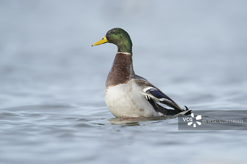 成年雄性绿头鸭（Anas platyrhynchos）在湖泊上，英格兰，英国，欧洲图片素材