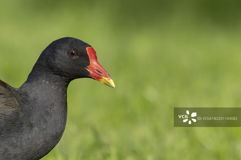 普通秧鸡（Gallinula chloropus）成年鸟头部肖像，英格兰，英国，欧洲图片素材