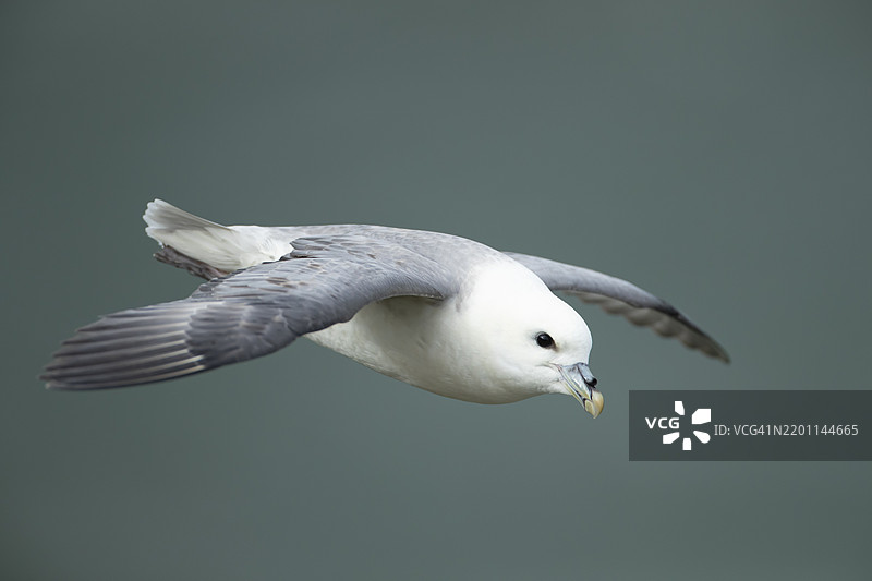 北极信天翁（Fulmarus glacialis）成年海鸟在飞行，英格兰，英国，欧洲图片素材