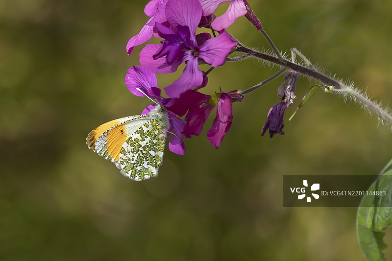 橙尖蝶（Anthocharis cardamines）成虫在春季英国花园的诚信花上取食图片素材