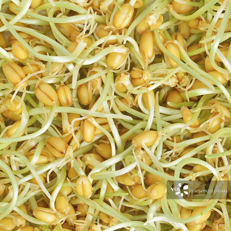 小麦芽，特写图片素材