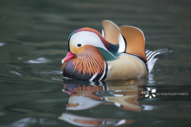 成年雄性鸳鸯（Aix galericulata）在湖面上，英格兰，英国，欧洲图片素材