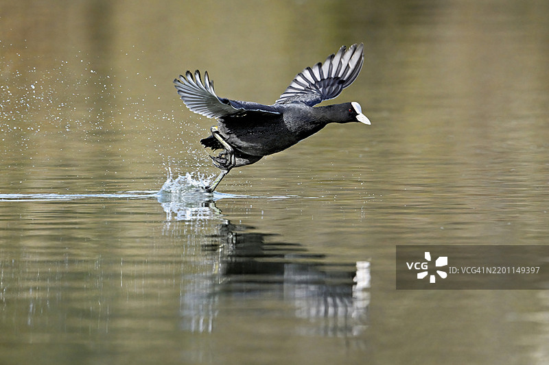 欧亚水鸡（Fulica atra）在水面上奔跑，溅起水花，浅湖，瑞士阿尔高州，欧洲图片素材