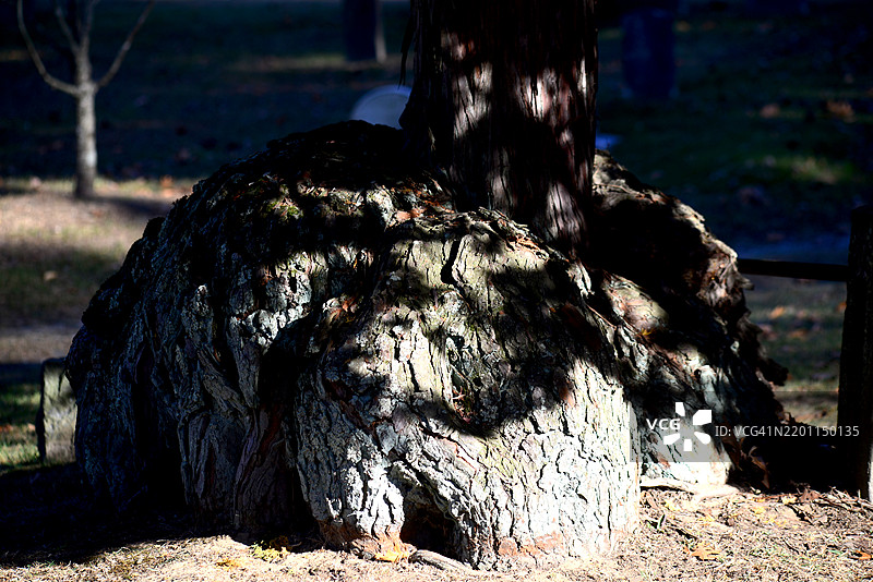 树瘤图片素材