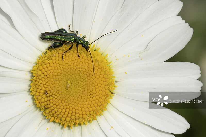 厚腿花甲虫（Oedemera nobilis）成虫在夏季的牛眼菊花上，英格兰，英国，欧洲图片素材