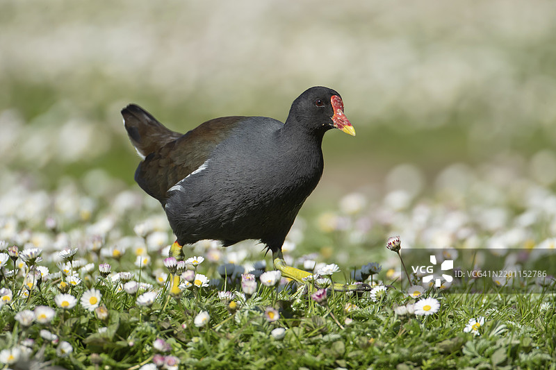普通秧鸡（Gallinula chloropus）成年鸟在春天的草地上与雏菊花相伴，英格兰，英国，欧洲图片素材
