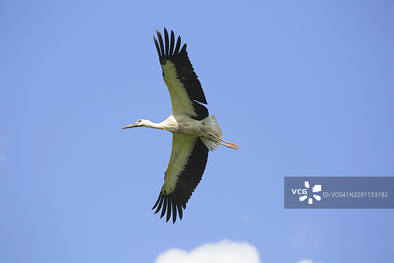 在黑森州格尔斯普伦茨穆斯特附近飞翔的白鹳（Ciconia ciconia）图片素材