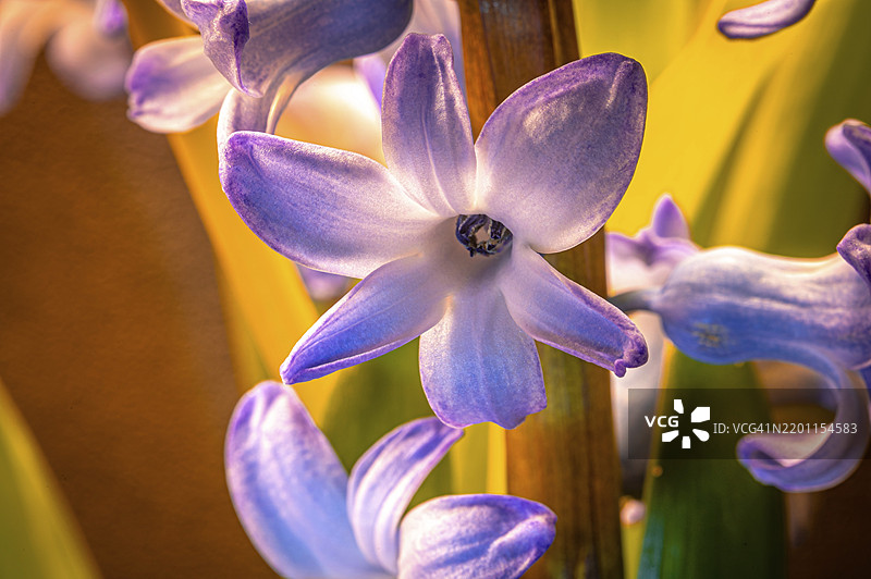 紫色风信子花在黄色背景前的特写，德国图林根州耶拿，欧洲图片素材