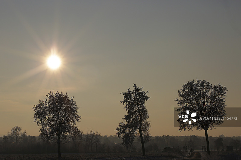 三棵树的剪影在星形太阳的背光下图片素材