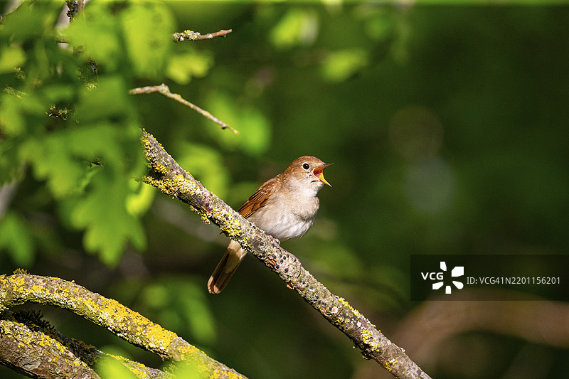 夜莺（Luscinia megarhynchos）德国图片素材