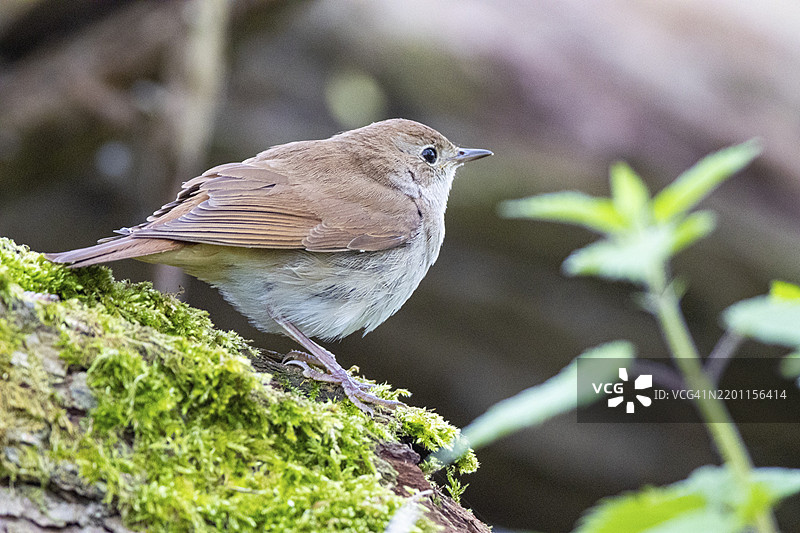 夜莺（Luscinia megarhynchos）德国图片素材