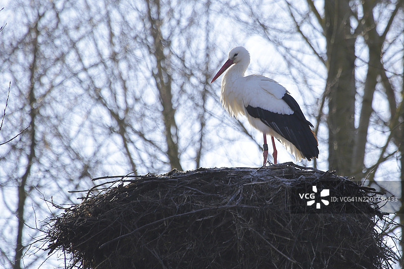 白鹳（Ciconia ciconia）在巢中图片素材