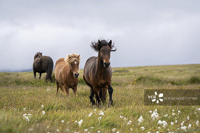 冰岛斯奈法尔斯半岛Ólafsvík的野马在田野中奔跑图片素材