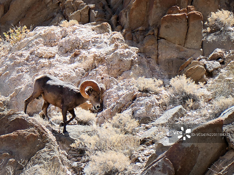 一只大型雄性大角羊在亚利桑那州卡贝萨·普列塔国家野生动物保护区的岩石山坡上。图片素材