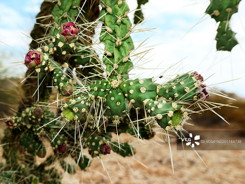 亚利桑那州卡贝萨·普里埃塔国家野生动物保护区的链果球刺仙人掌特写。图片素材