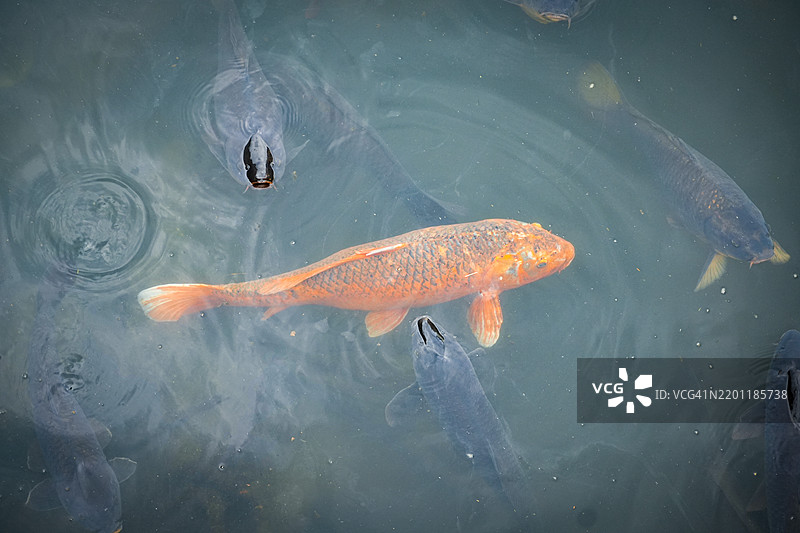 水中的锦鲤图片素材