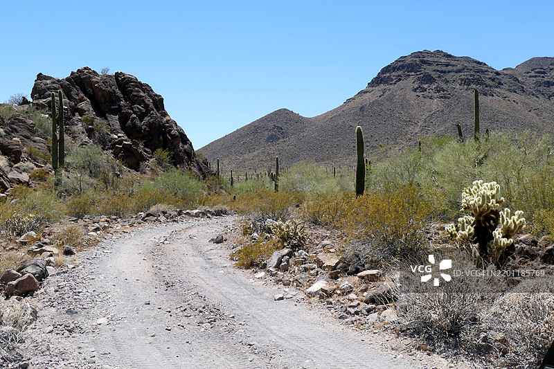阿利桑那州卡贝萨·普里埃塔国家野生动物保护区的格劳勒山脉，土路，萨瓜罗仙人掌，桶状仙人掌和链果球仙人掌。图片素材