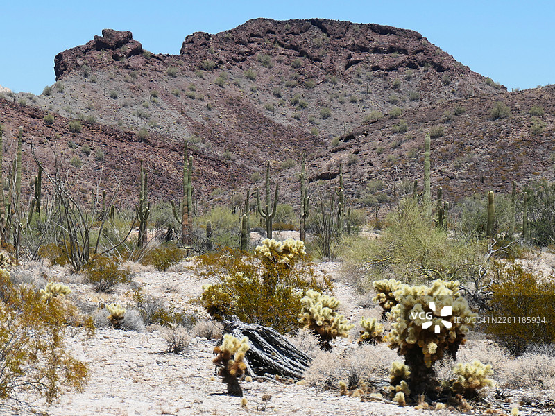 在亚利桑那州的卡贝萨·普里埃塔国家野生动物保护区，仙人掌和毛绒熊仙人掌在陡峭的山前。图片素材