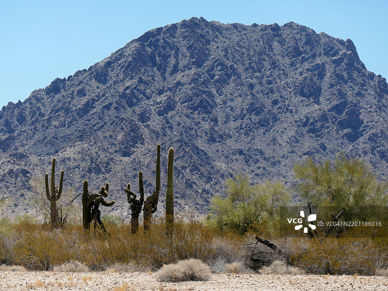在亚利桑那州的卡贝萨·普里埃塔国家野生动物保护区，扭曲的沙果仙人掌矗立在岩石山脉前。图片素材