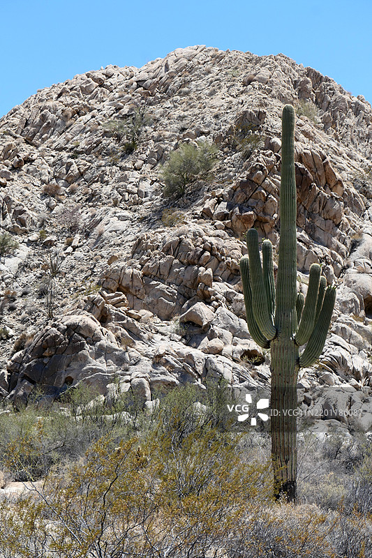 亚利桑那州卡贝萨·普里埃塔国家野生动物保护区前的巨型仙人掌与山脉。图片素材