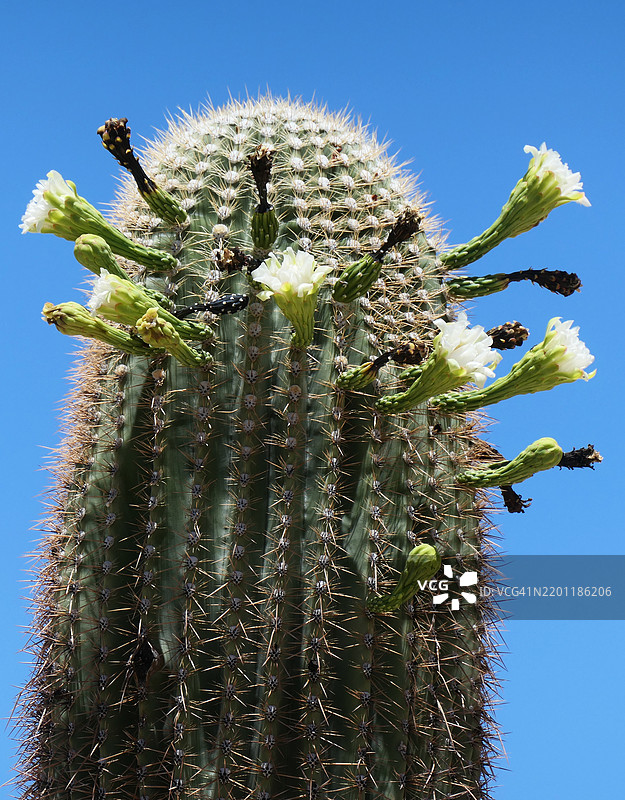 亚利桑那州卡贝萨·普里埃塔国家野生动物保护区的萨瓜罗仙人掌上的白色花朵图片素材