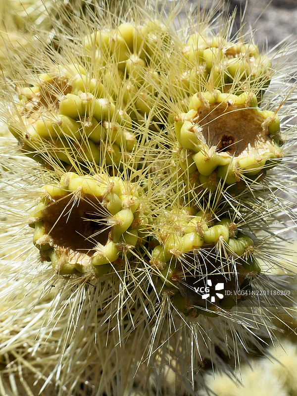 阿利桑那州卡贝萨·普里埃塔国家野生动物保护区的泰迪熊仙人掌的刺和果实特写。图片素材