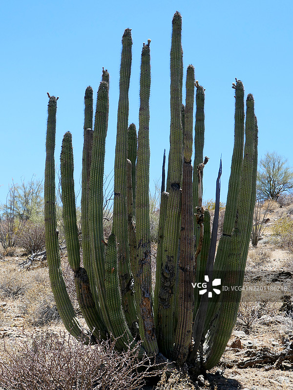 在管风琴仙人掌国家公园的管风琴仙人掌。图片素材