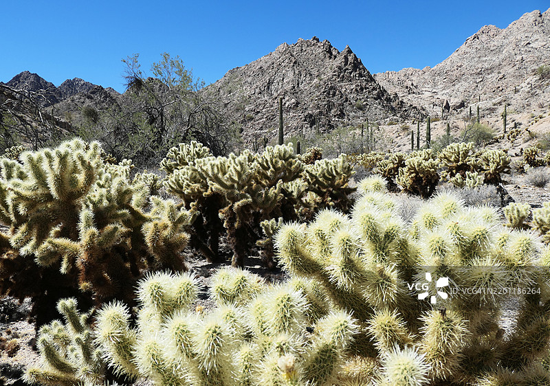 在亚利桑那州的卡贝萨·普里埃塔国家野生动物保护区，泰迪熊仙人掌、沙漠大戟仙人掌和山脉。图片素材