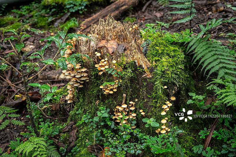 森林中生长的未鉴定野生蘑菇。野生蘑菇可以做成美味的菜肴，但某些蘑菇中的毒素可能引发致命的健康问题。图片素材