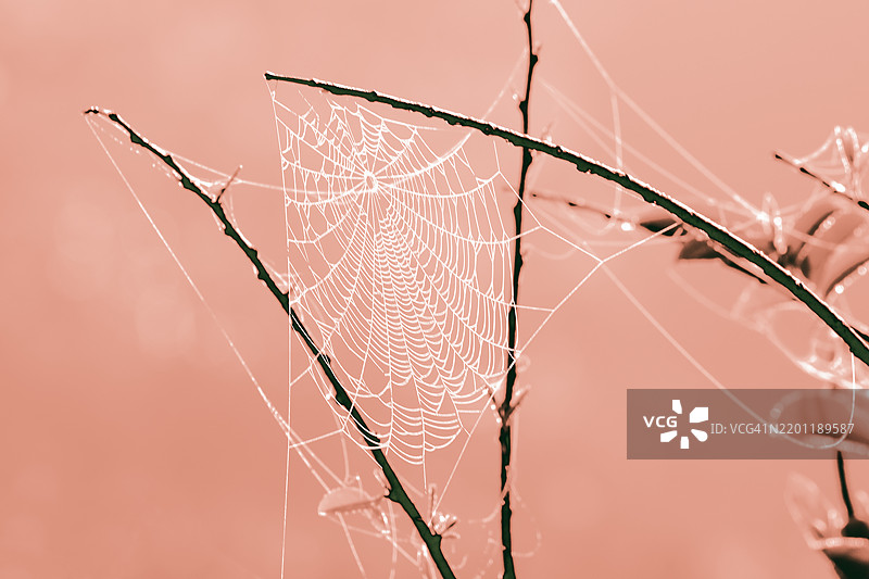 粉色和白色转换的树枝上的蜘蛛网图片素材