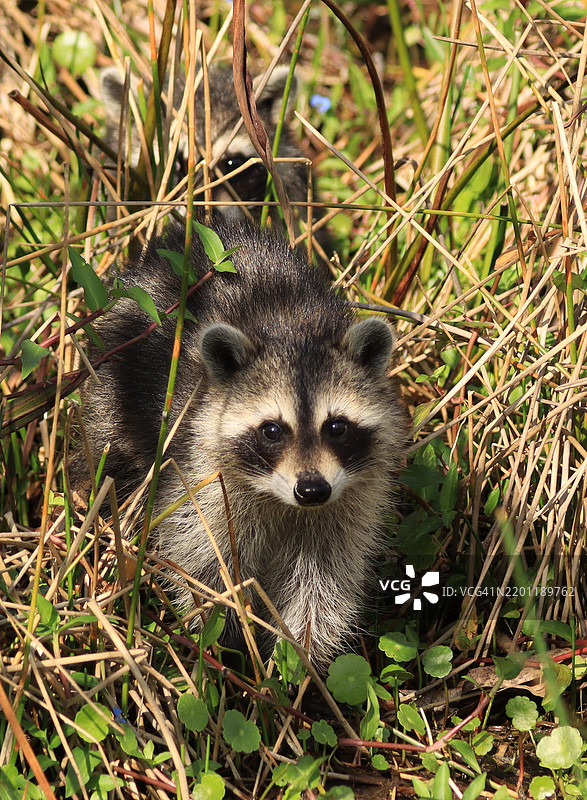佛罗里达湿地中草地里觅食的小浣熊图片素材