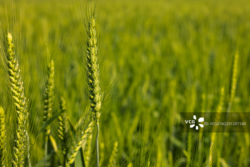 郁郁葱葱的小麦田 – 生长作物的特写图片素材