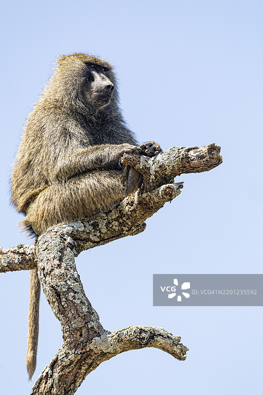 橄榄狒狒，巴比翁狒狒：坦桑尼亚图片素材