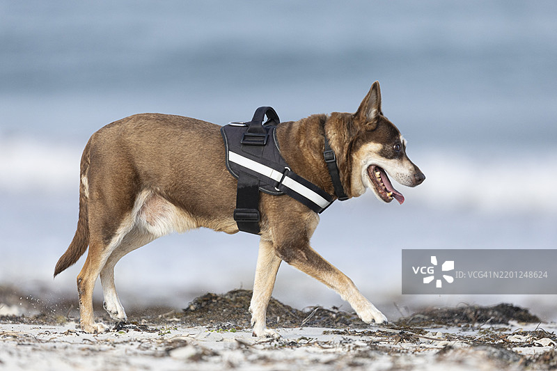 狗在海滩上散步图片素材