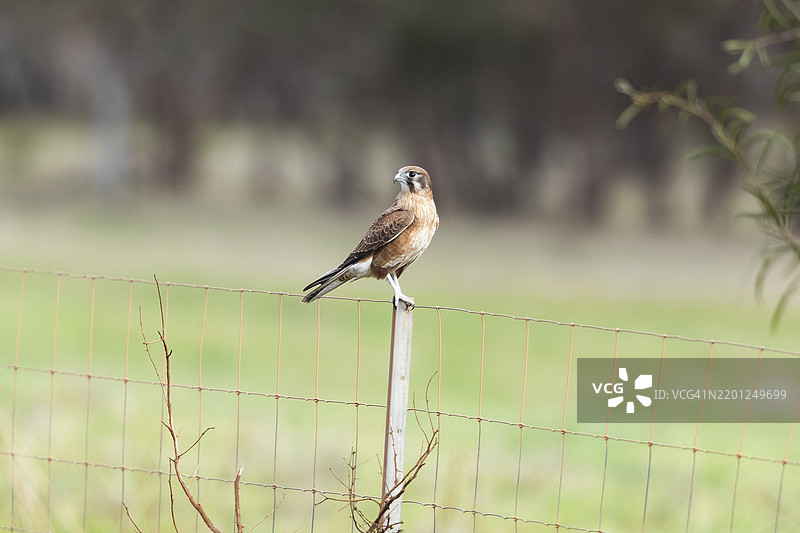 棕色猎鹰栖息在栅栏上图片素材